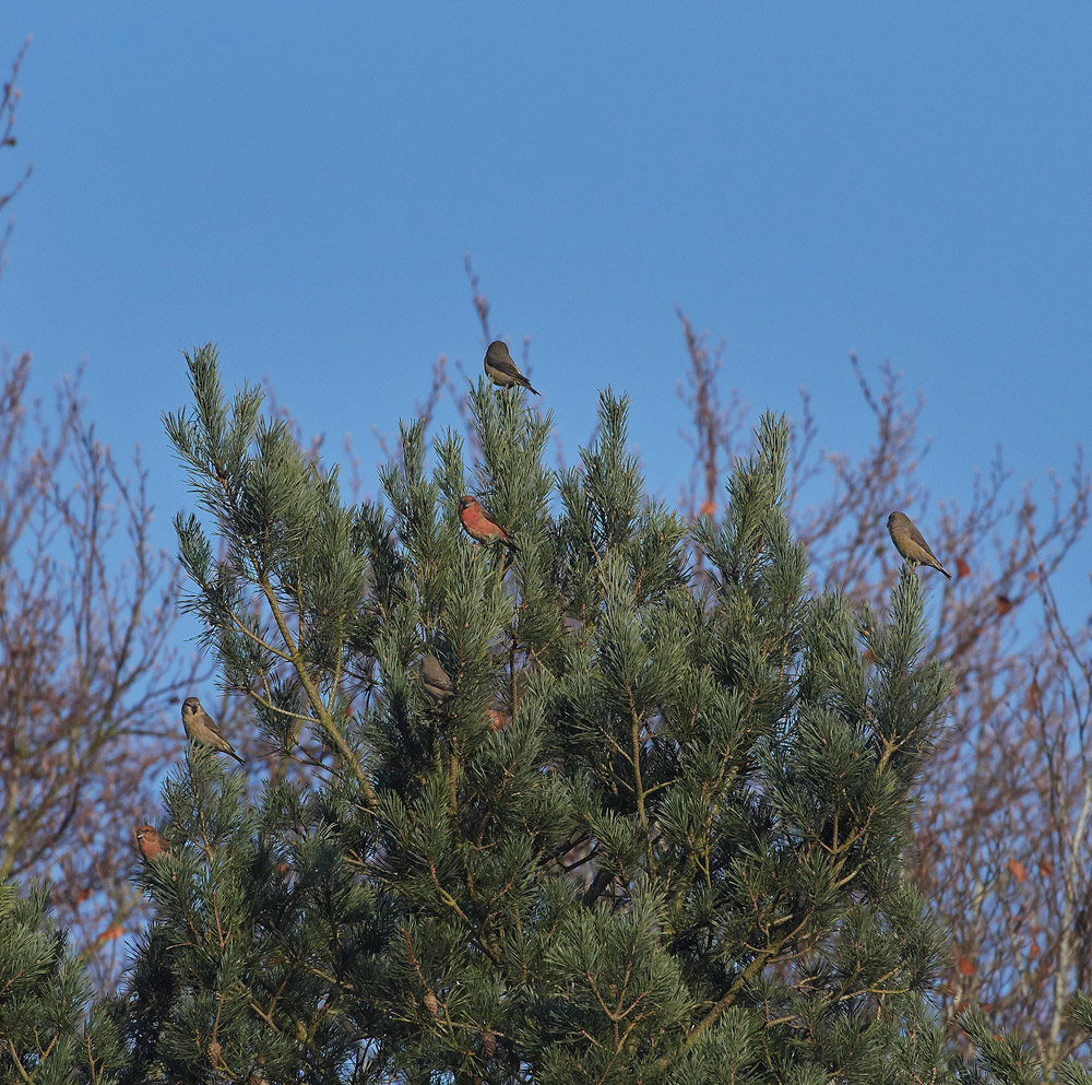 ParrotCrossbill041217-28