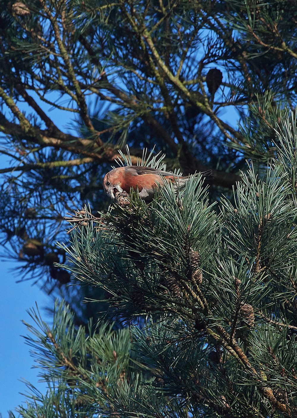 ParrotCrossbill041217-29