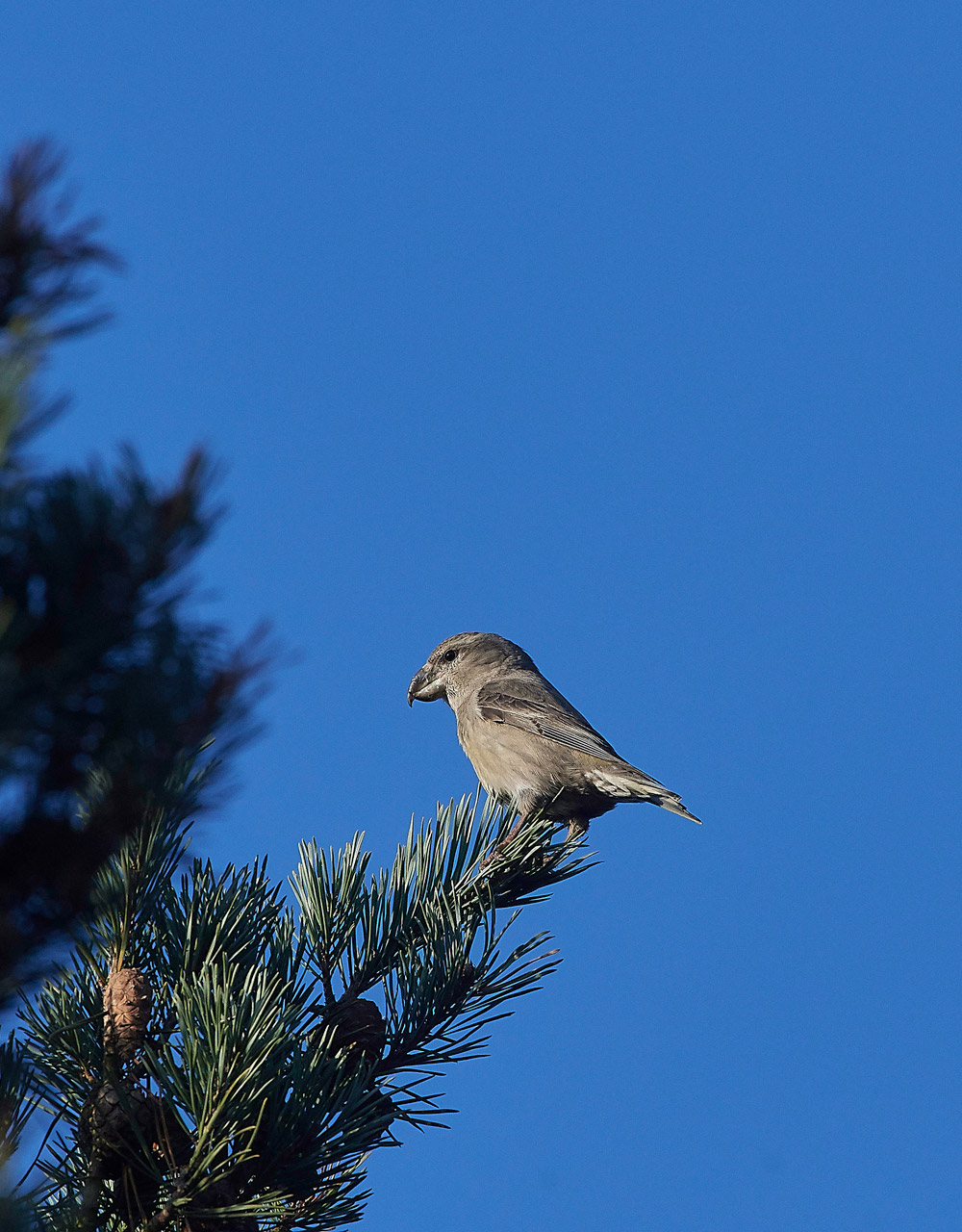 ParrotCrossbill041217-35