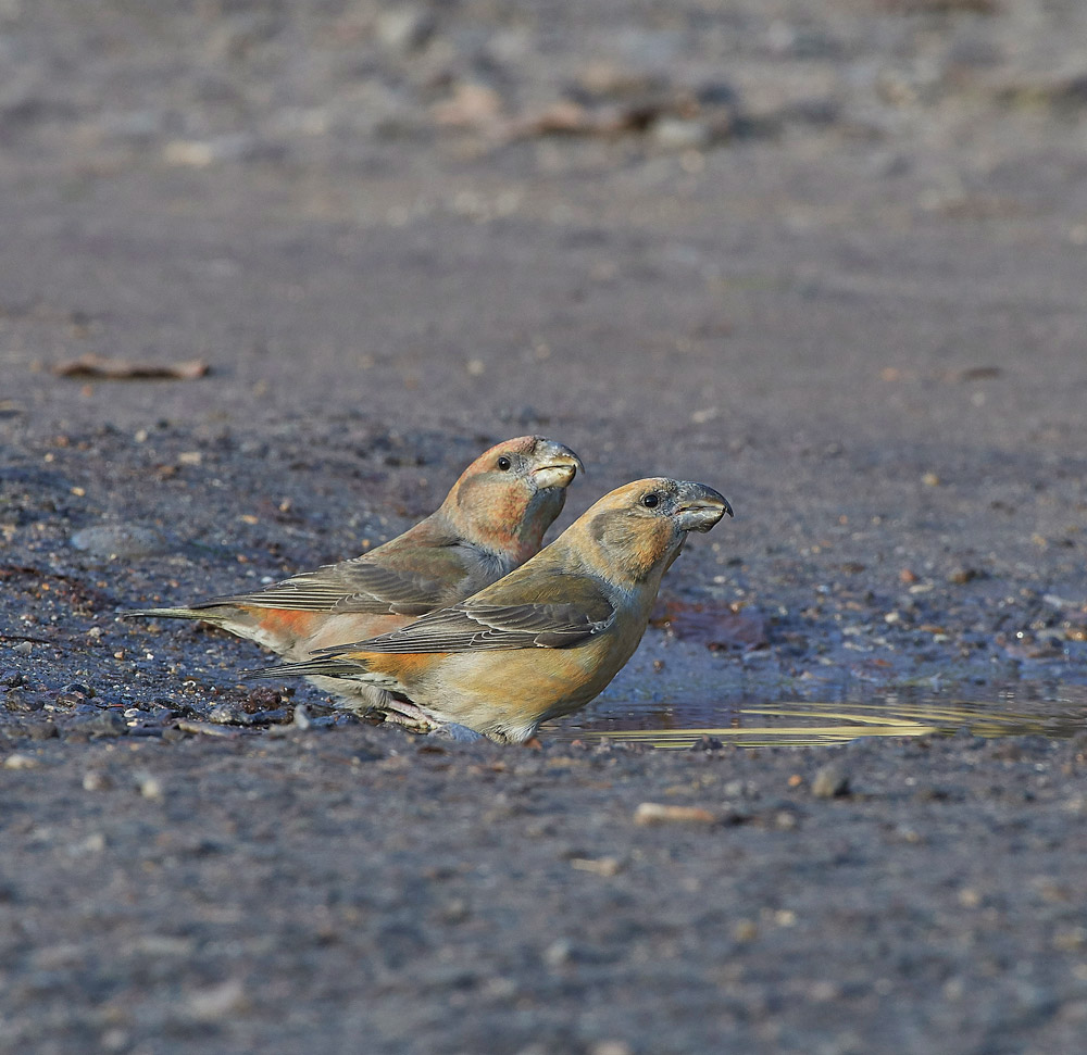 ParrotCrossbill041217-37