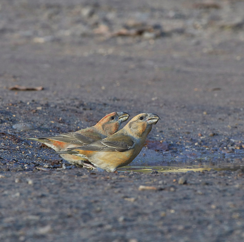 ParrotCrossbill041217-38
