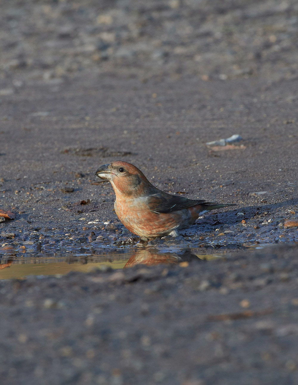 ParrotCrossbill041217-39