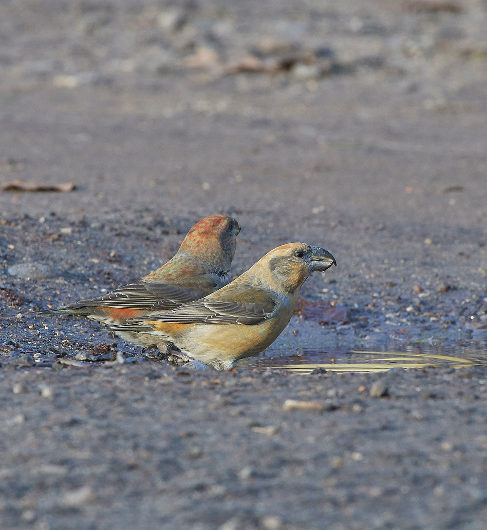 ParrotCrossbill041217-40
