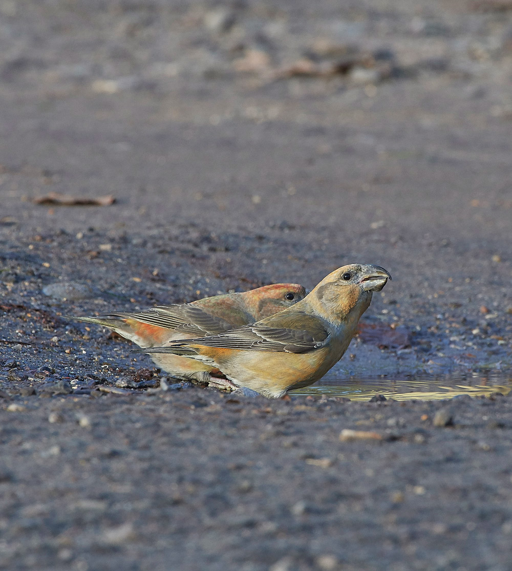 ParrotCrossbill041217-42