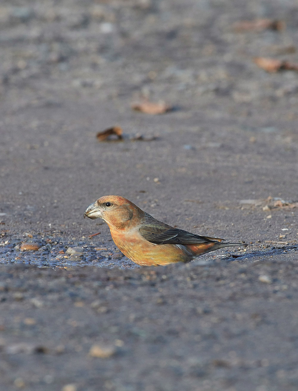 ParrotCrossbill041217-43