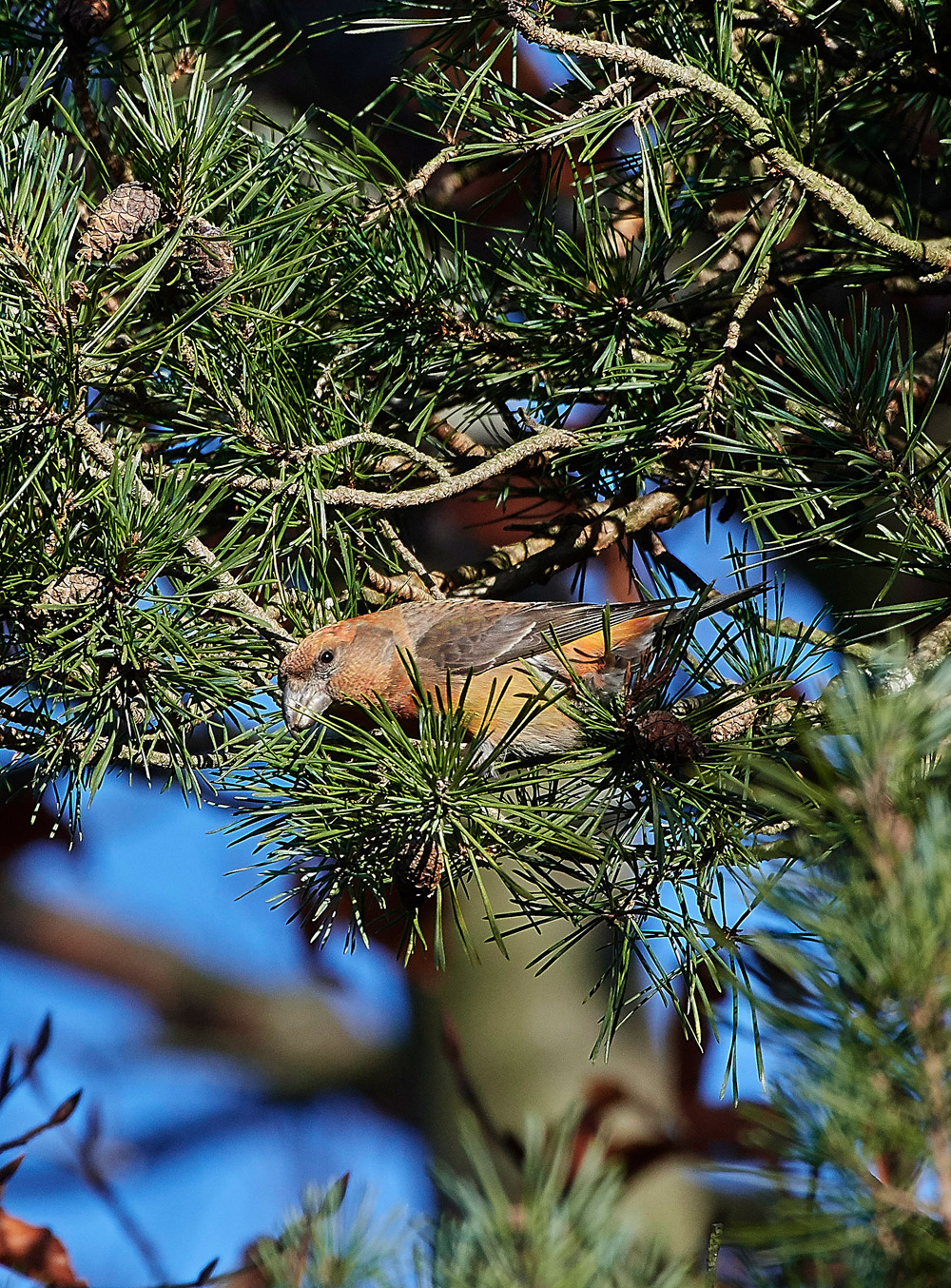ParrotCrossbill041217-6