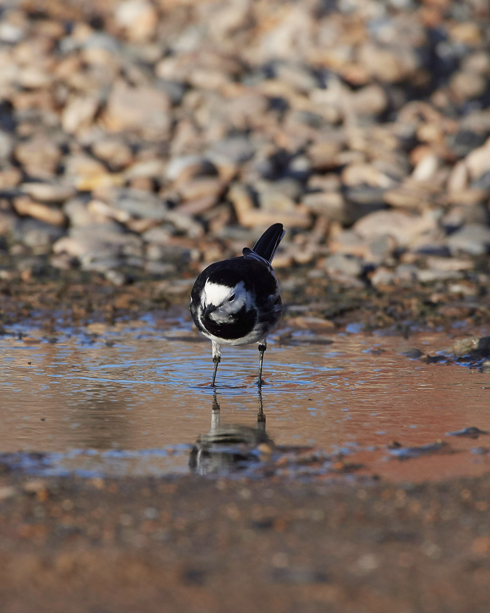 PiedWagtail241117-1