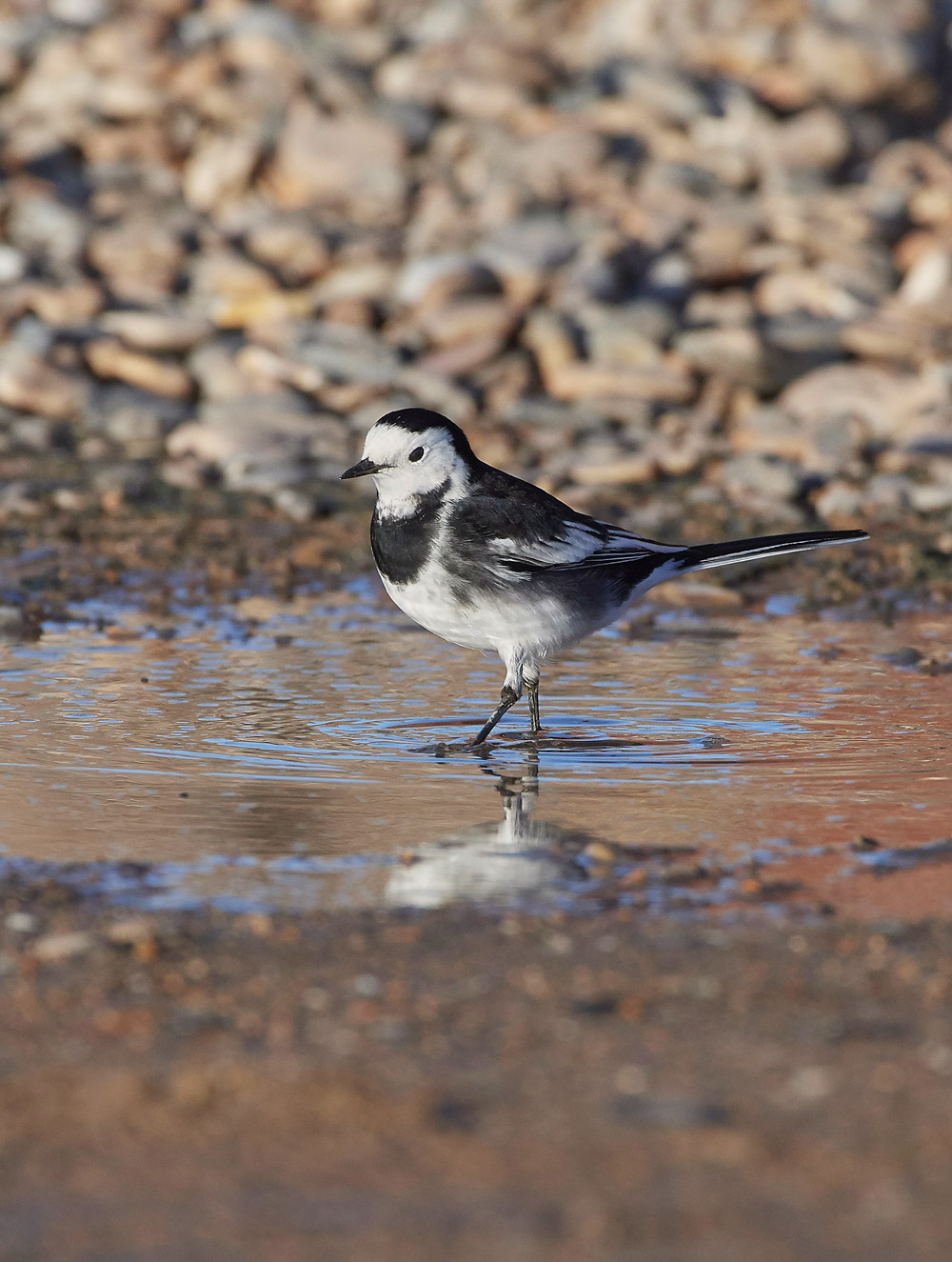 PiedWagtail241117-2