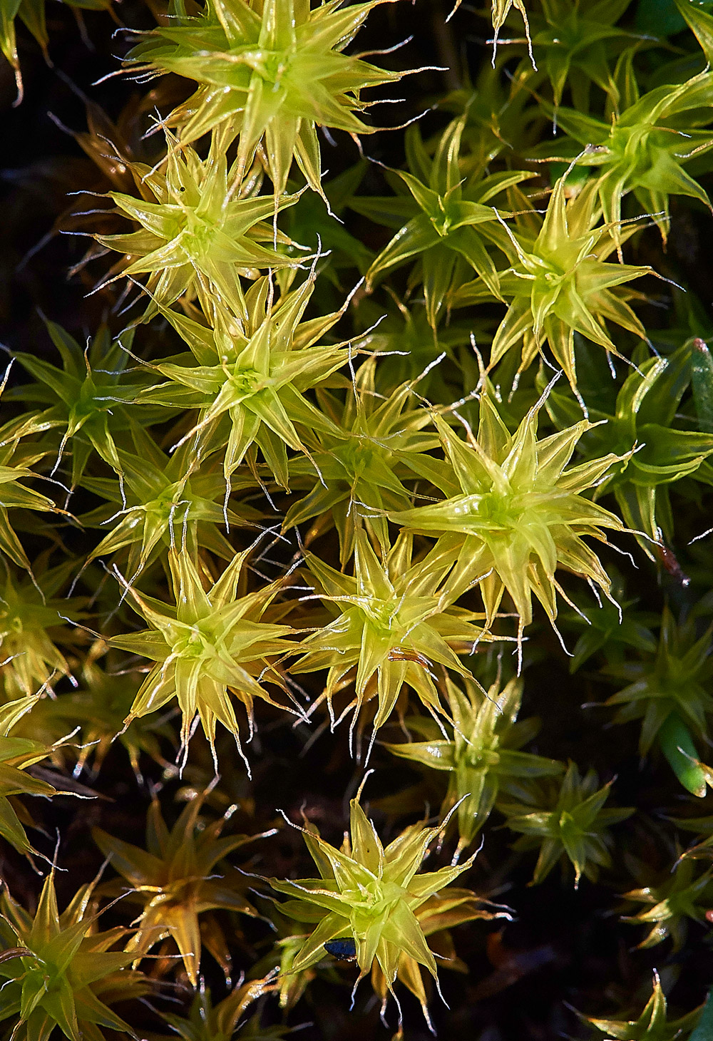 Sand-HillScrew-moss141217-1