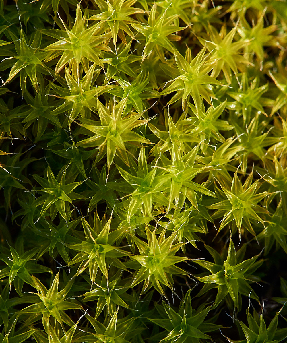 Sand-HillScrew-moss141217-3