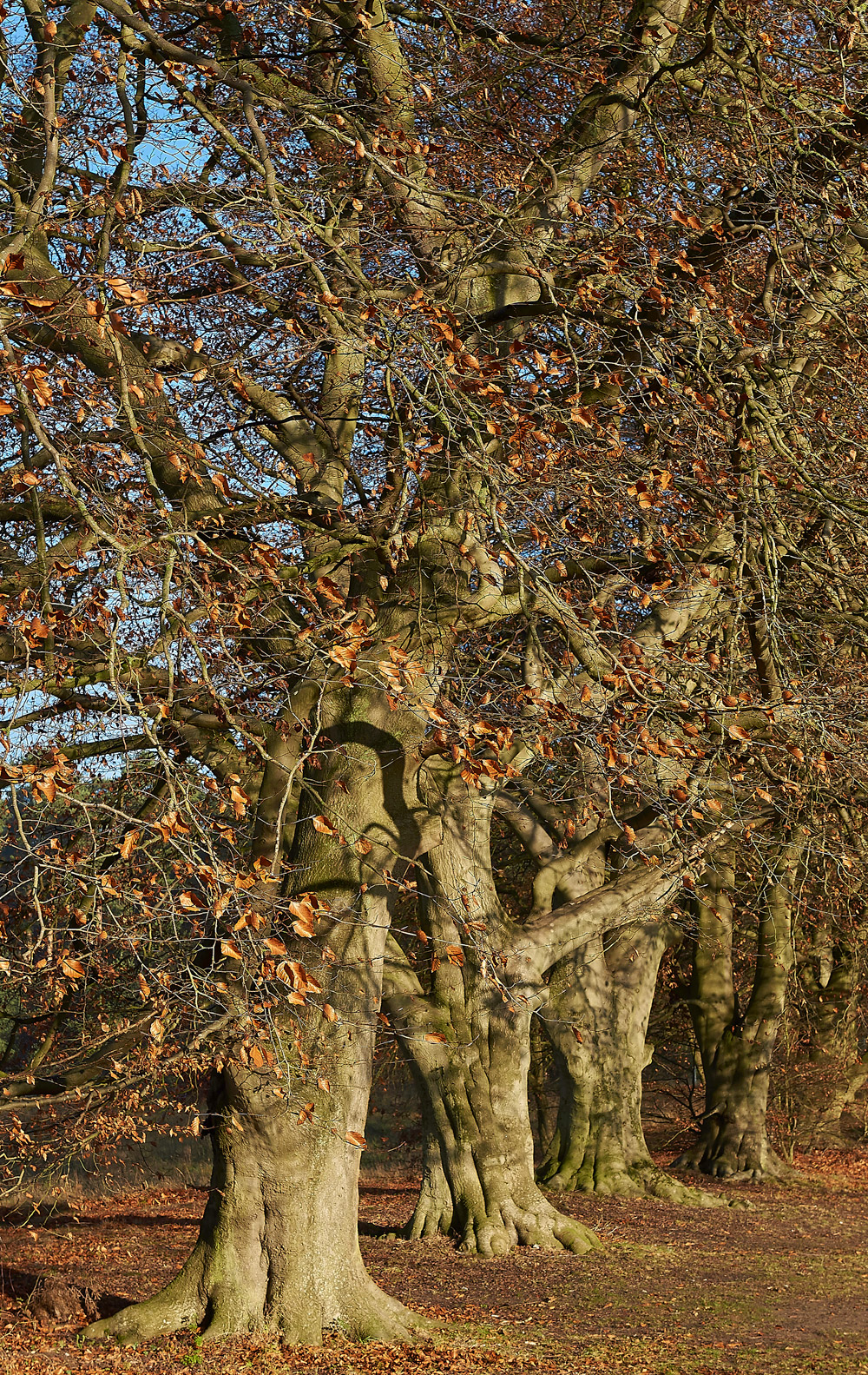 SantonDownham041217-1