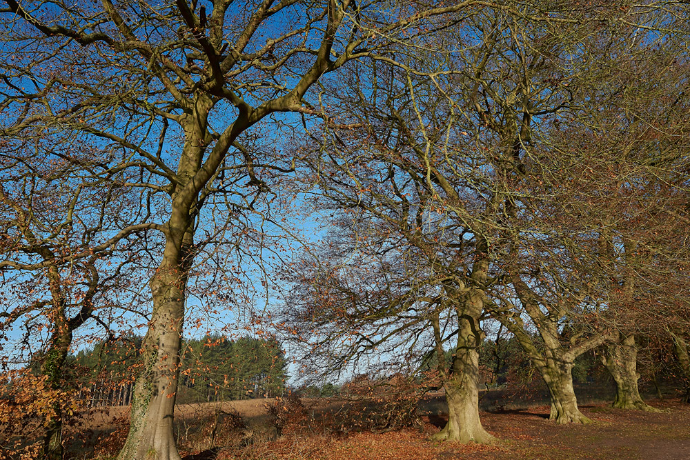 SantonDownham041217-2