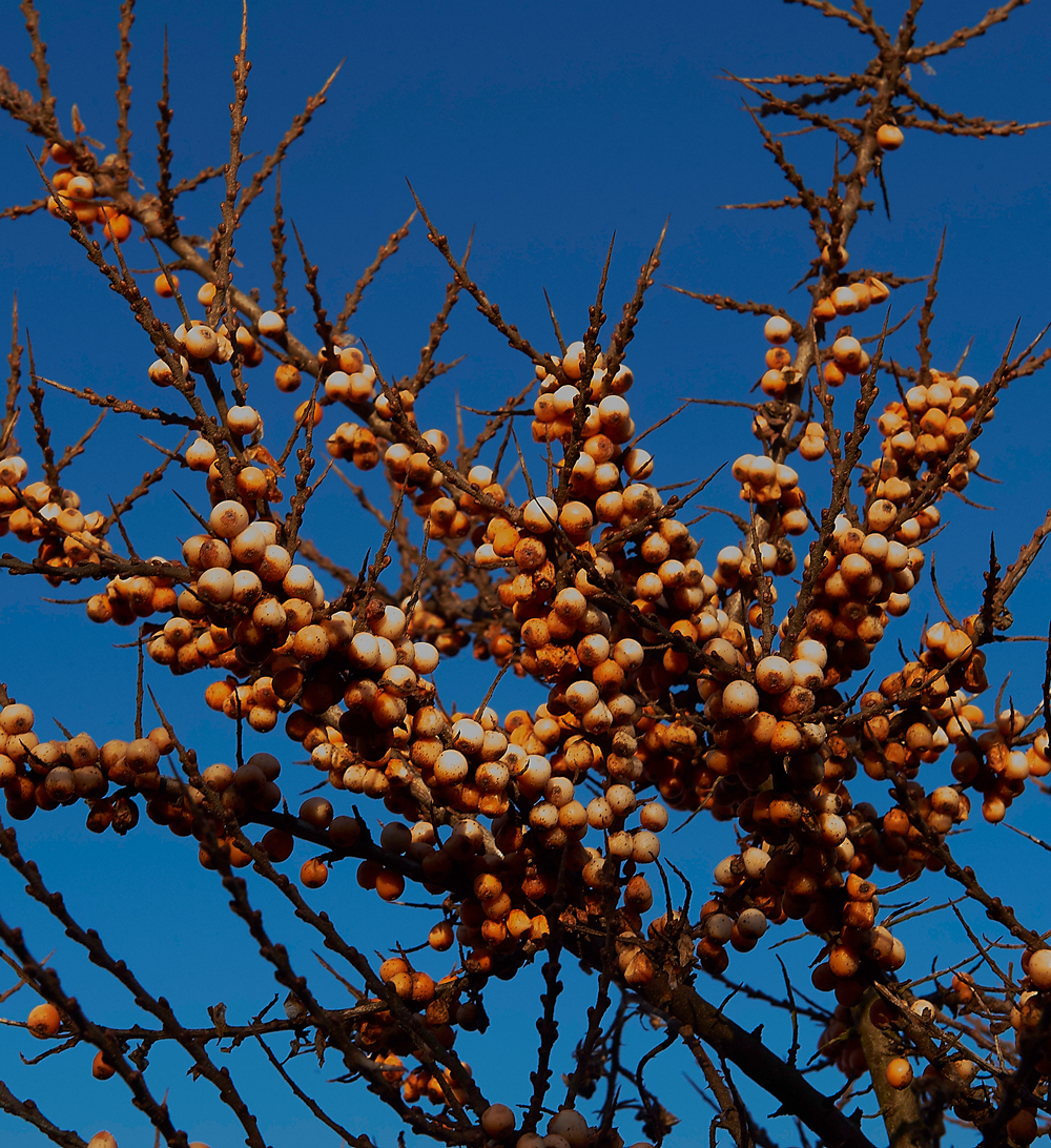 SeaBuckthorn271217-1