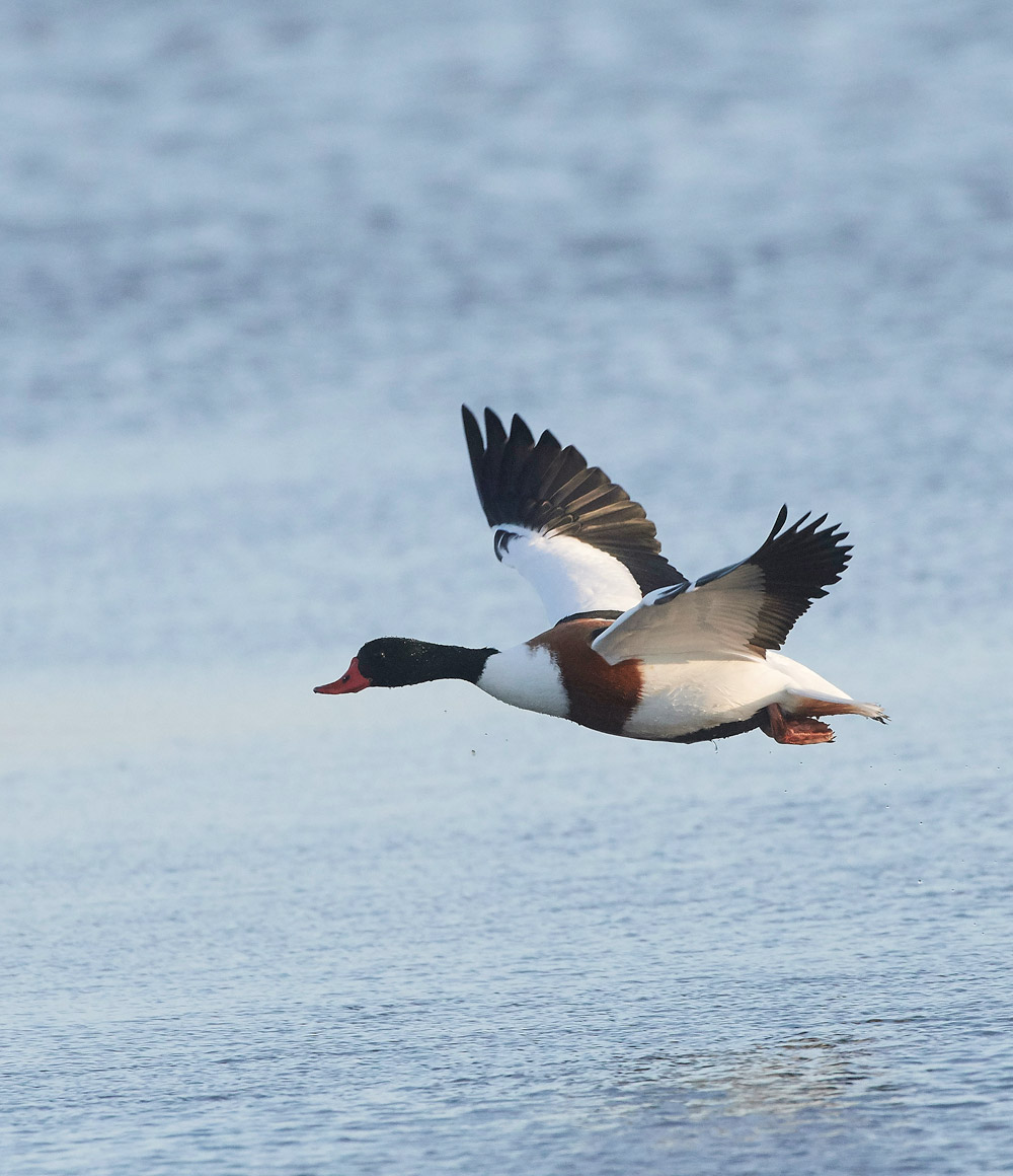 Shelduck191117-1