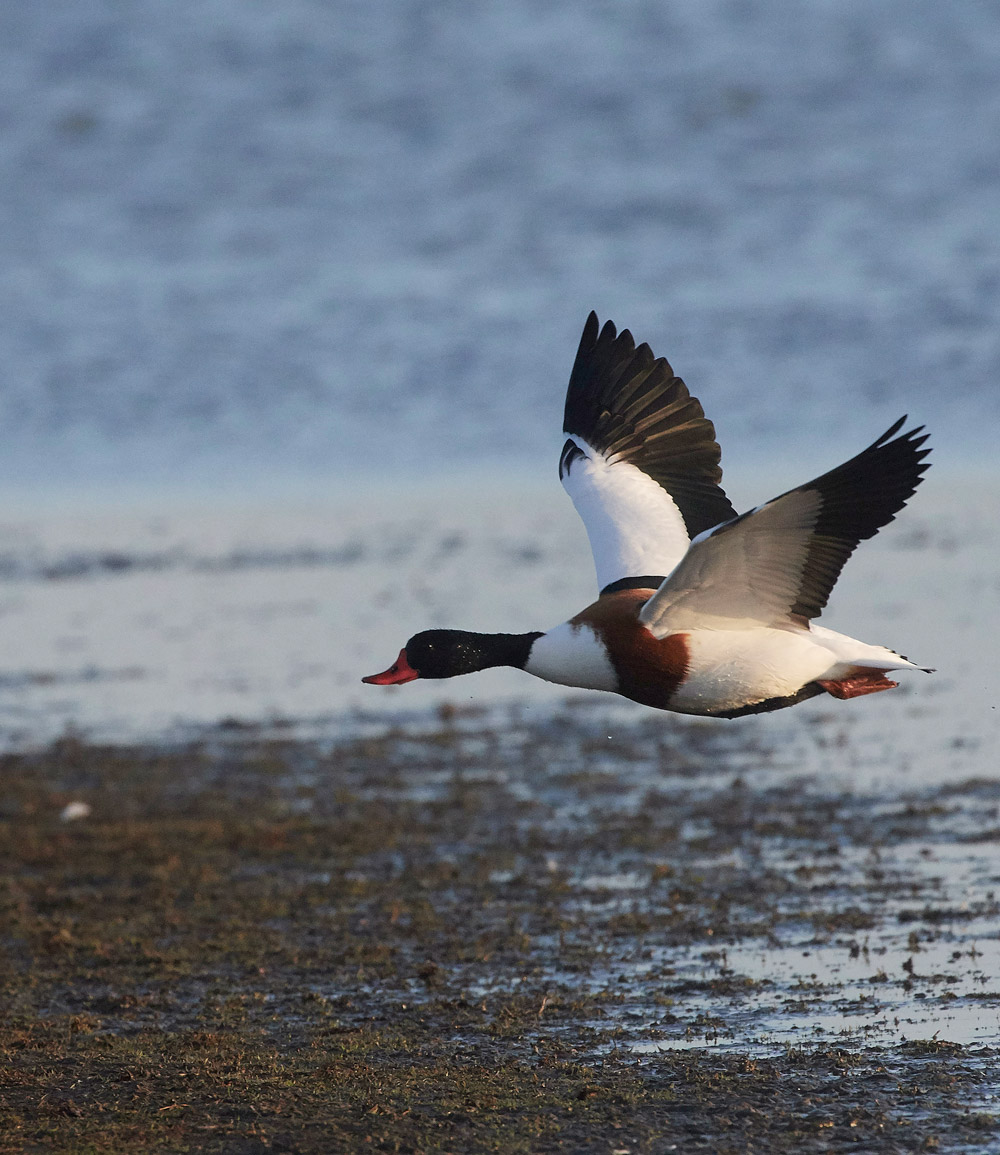 Shelduck191117-3