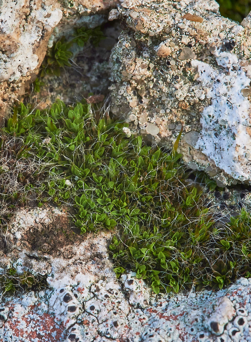 SmallHairyScrew-moss261217-2