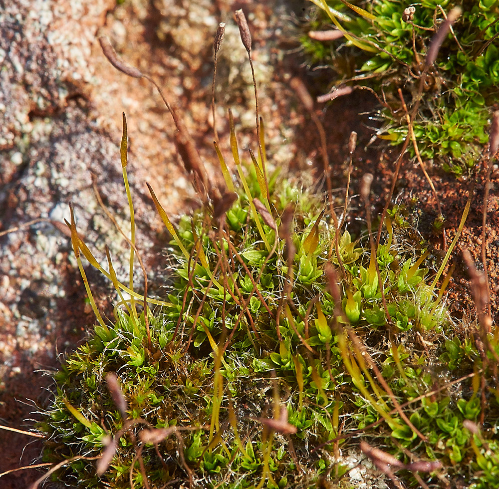 SmallHairyScrew-moss261217-3