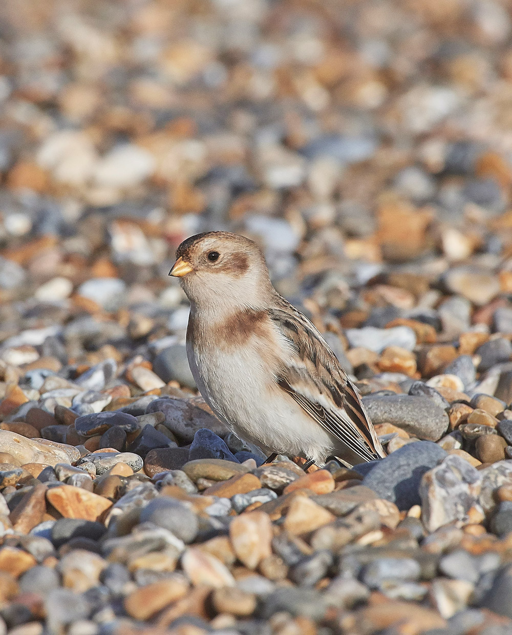 SnowBunting181217-10