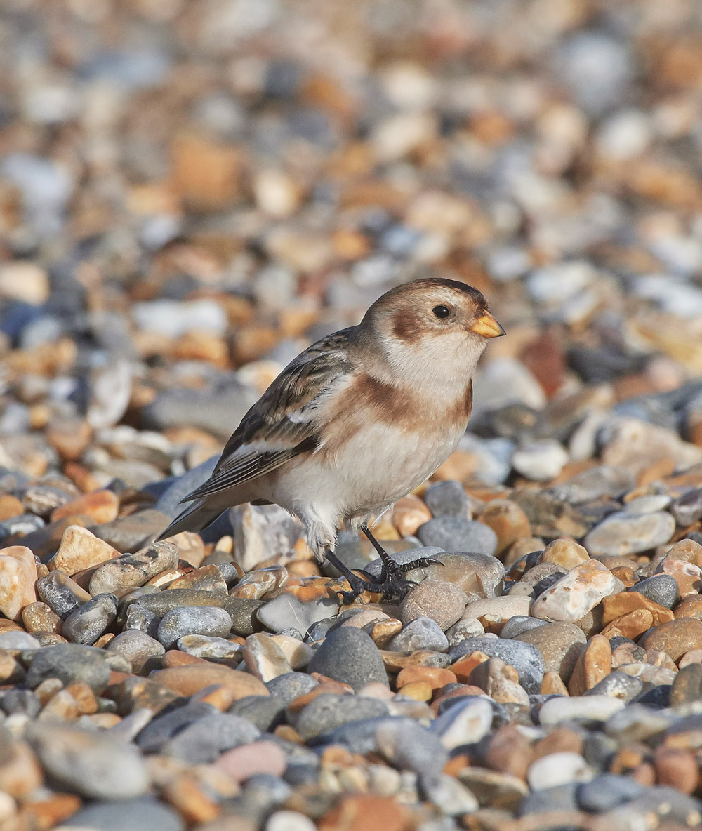 SnowBunting181217-11