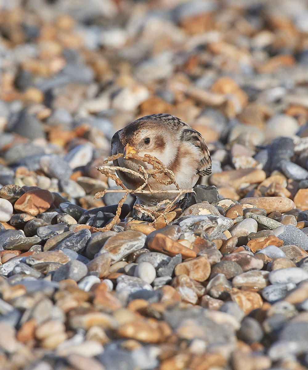 SnowBunting181217-12