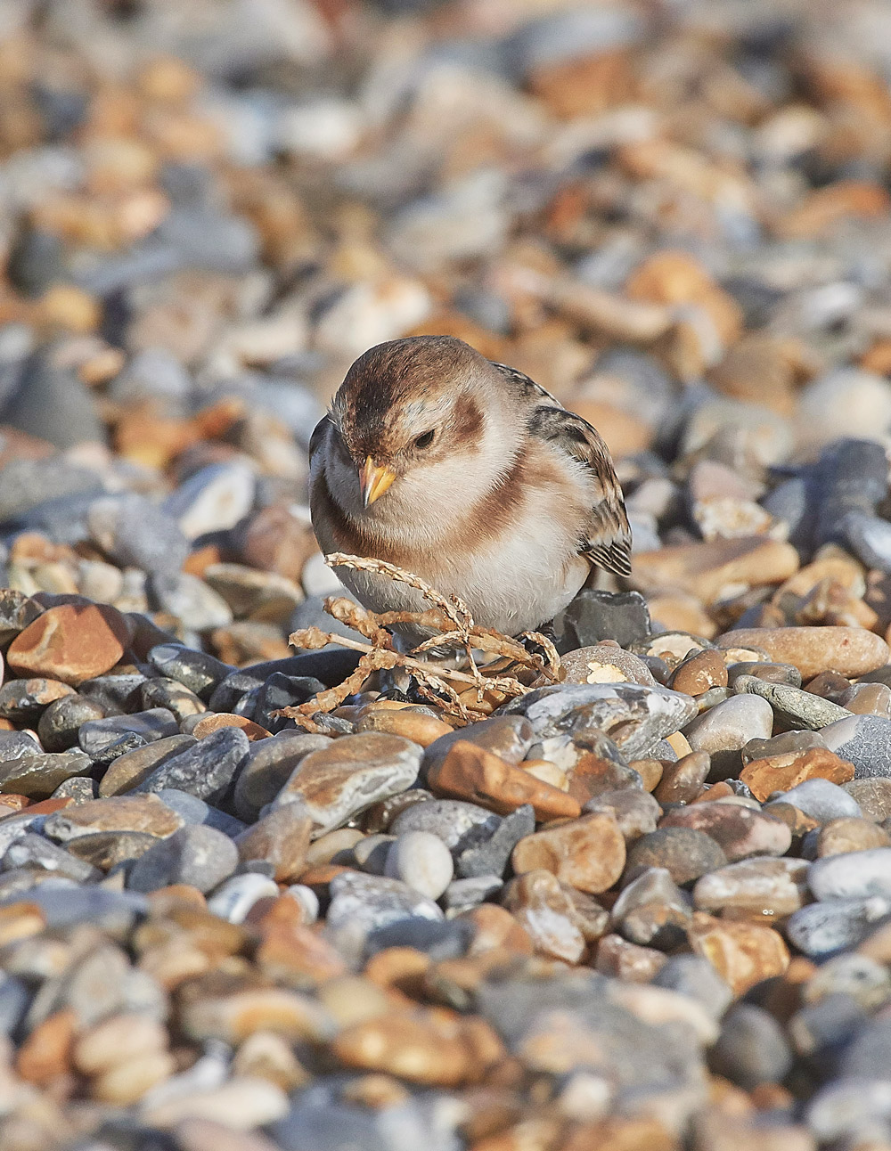 SnowBunting181217-13