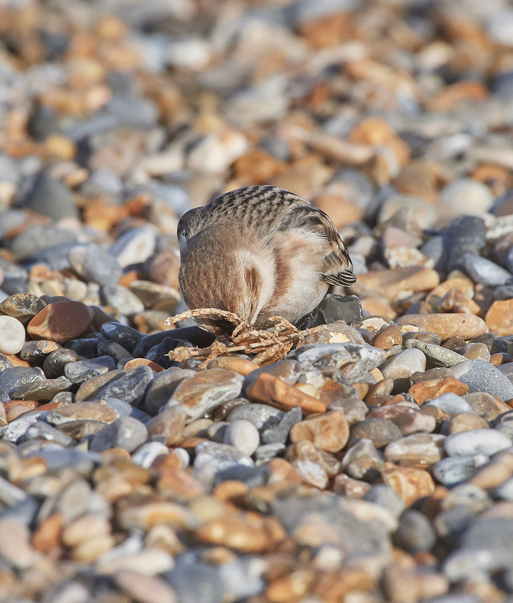 SnowBunting181217-14