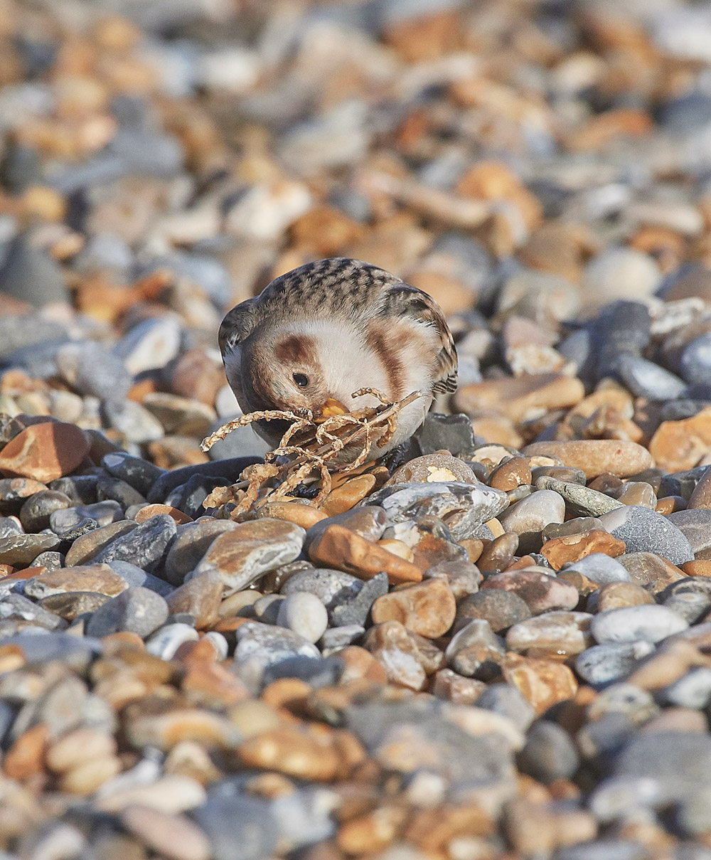 SnowBunting181217-15