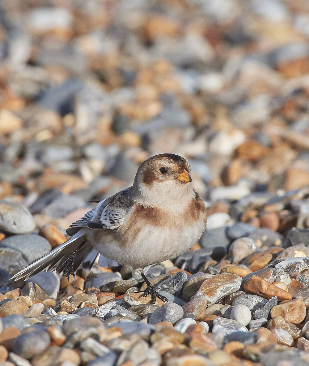 SnowBunting181217-18