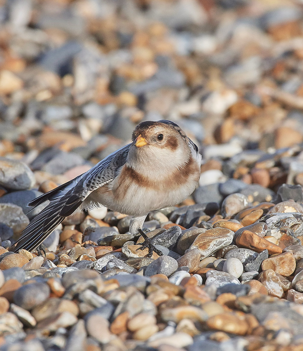 SnowBunting181217-19