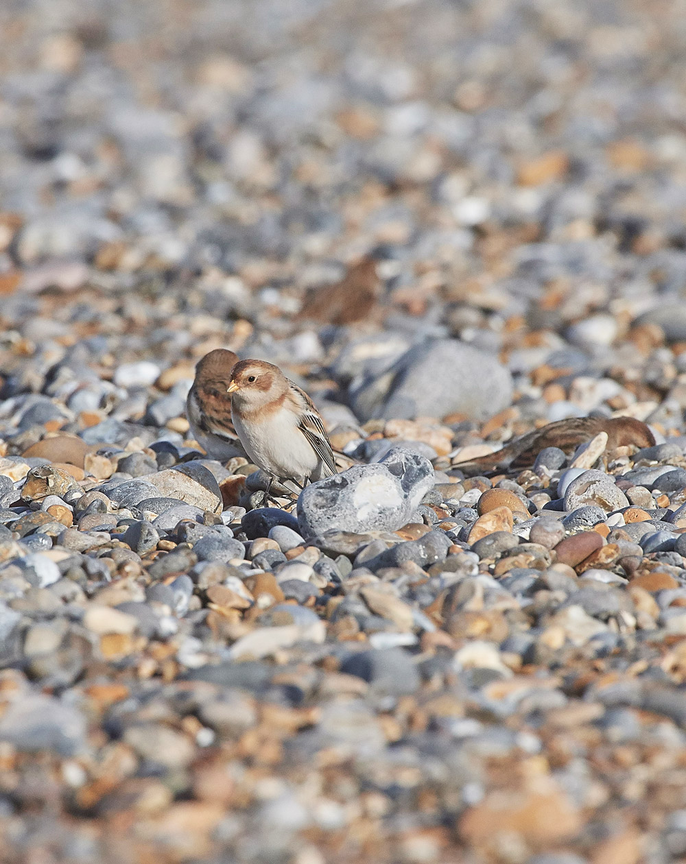 SnowBunting181217-2