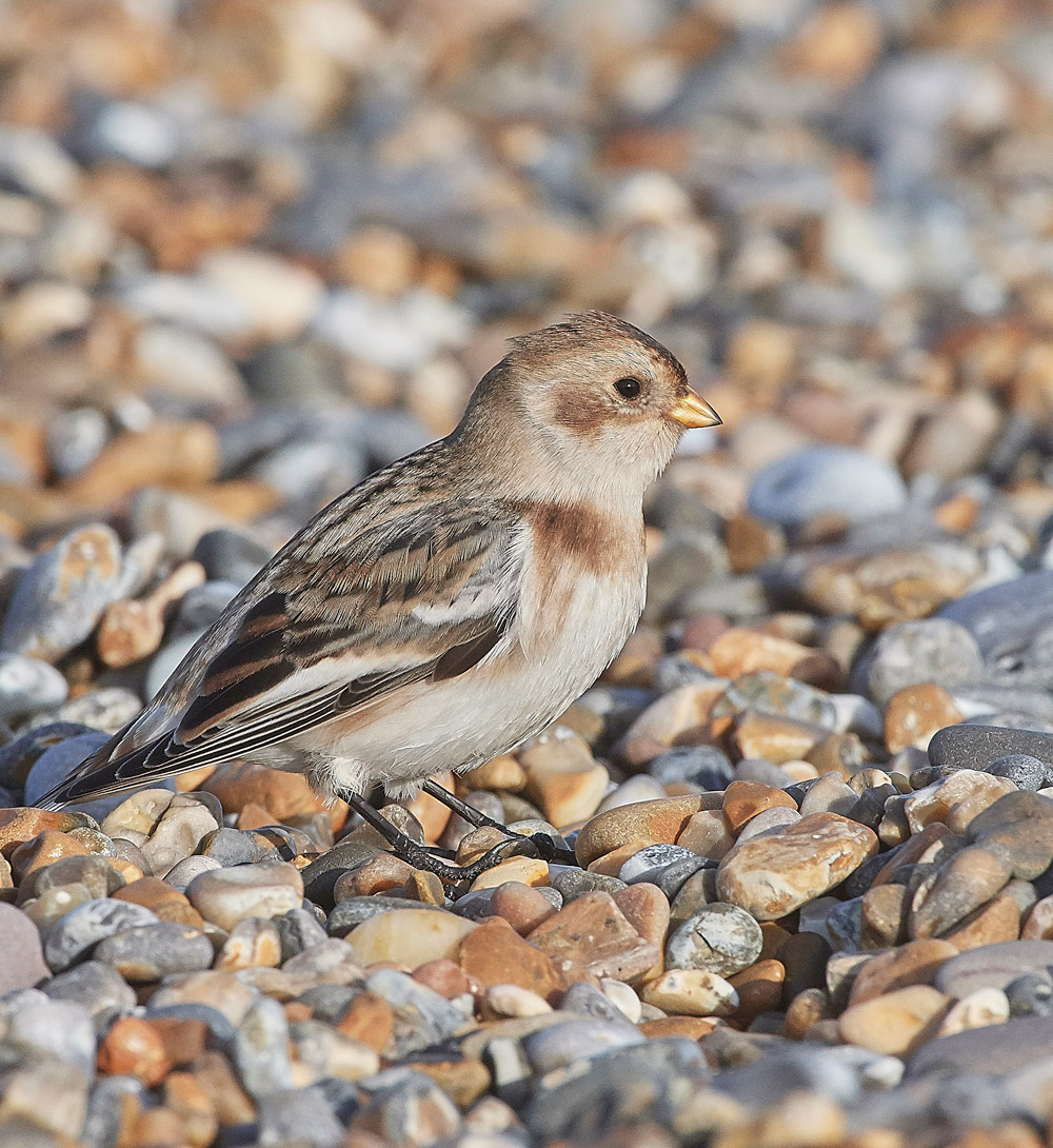 SnowBunting181217-20