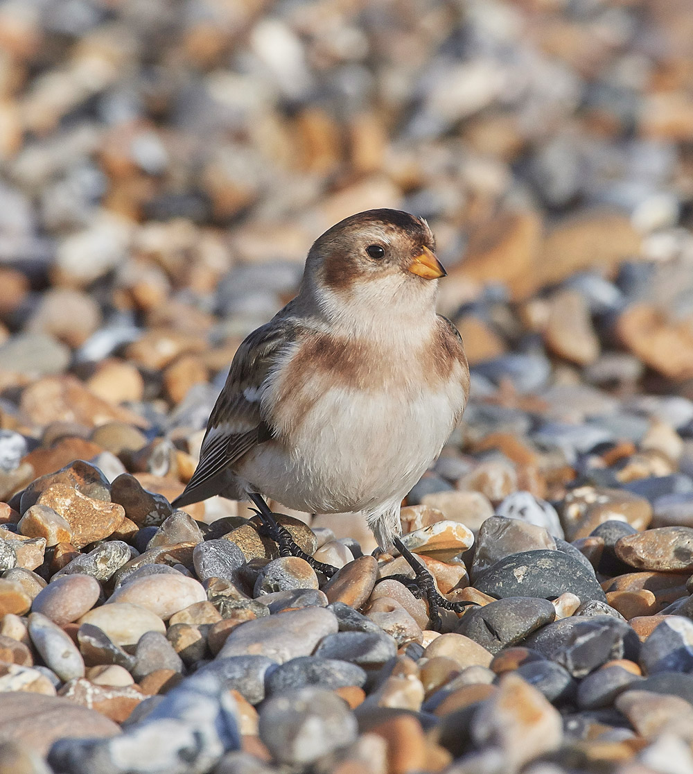 SnowBunting181217-21