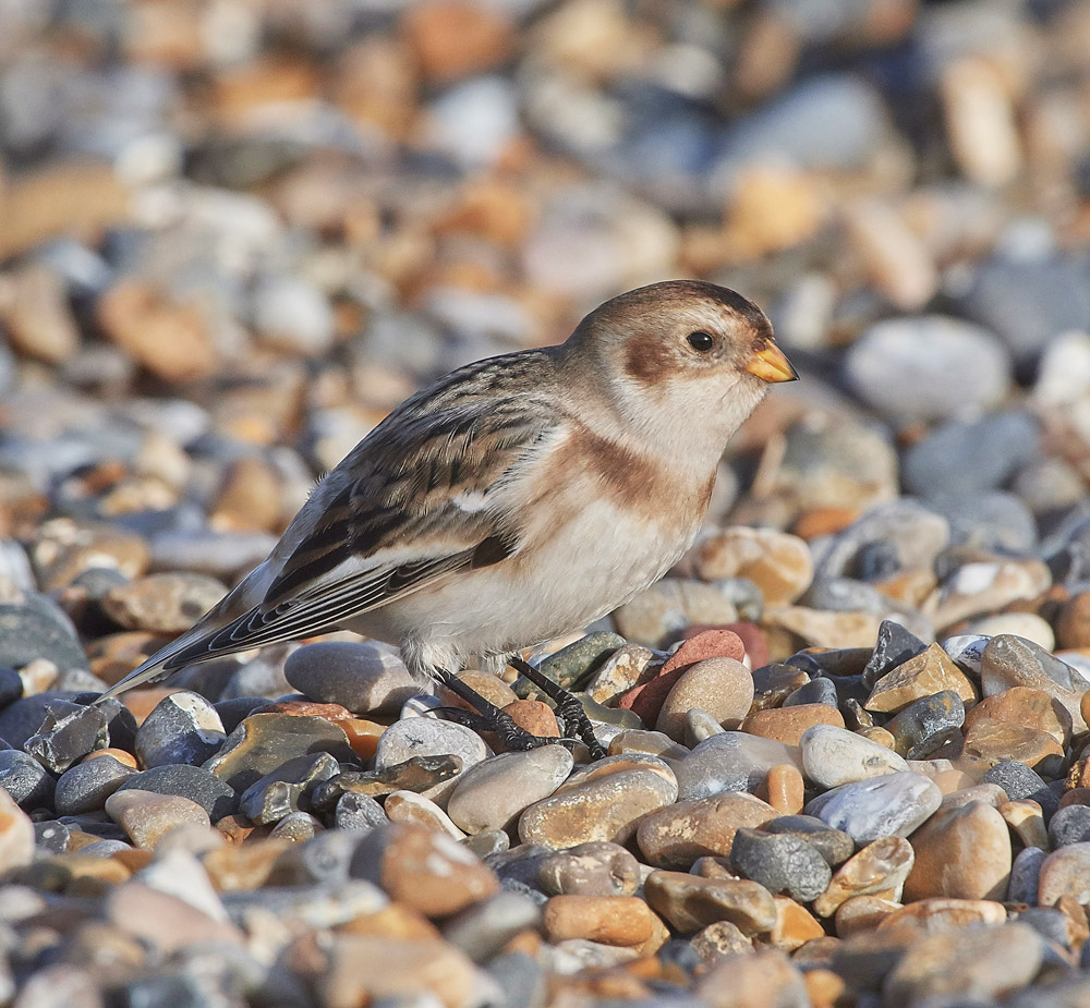 SnowBunting181217-22