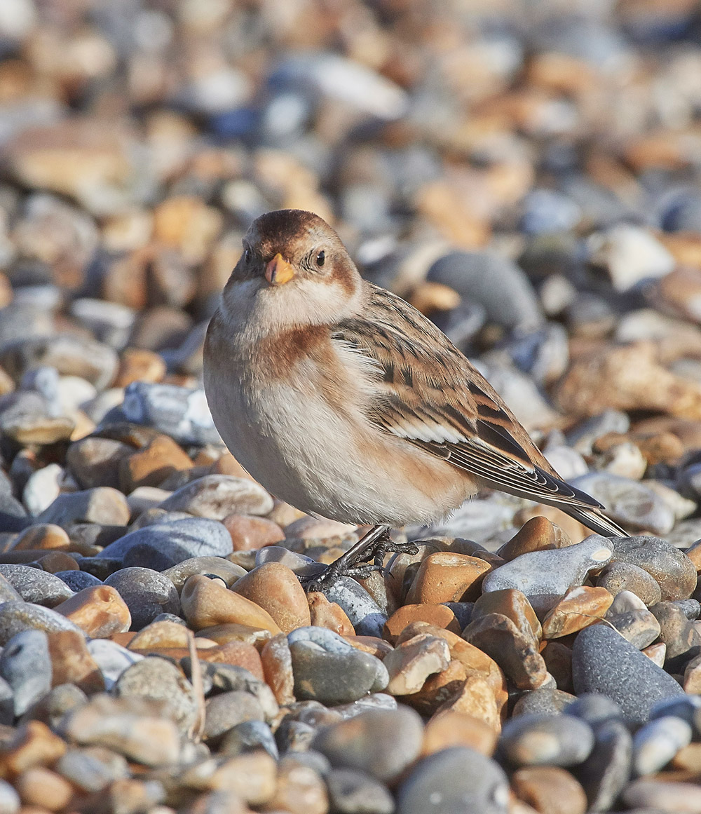 SnowBunting181217-23