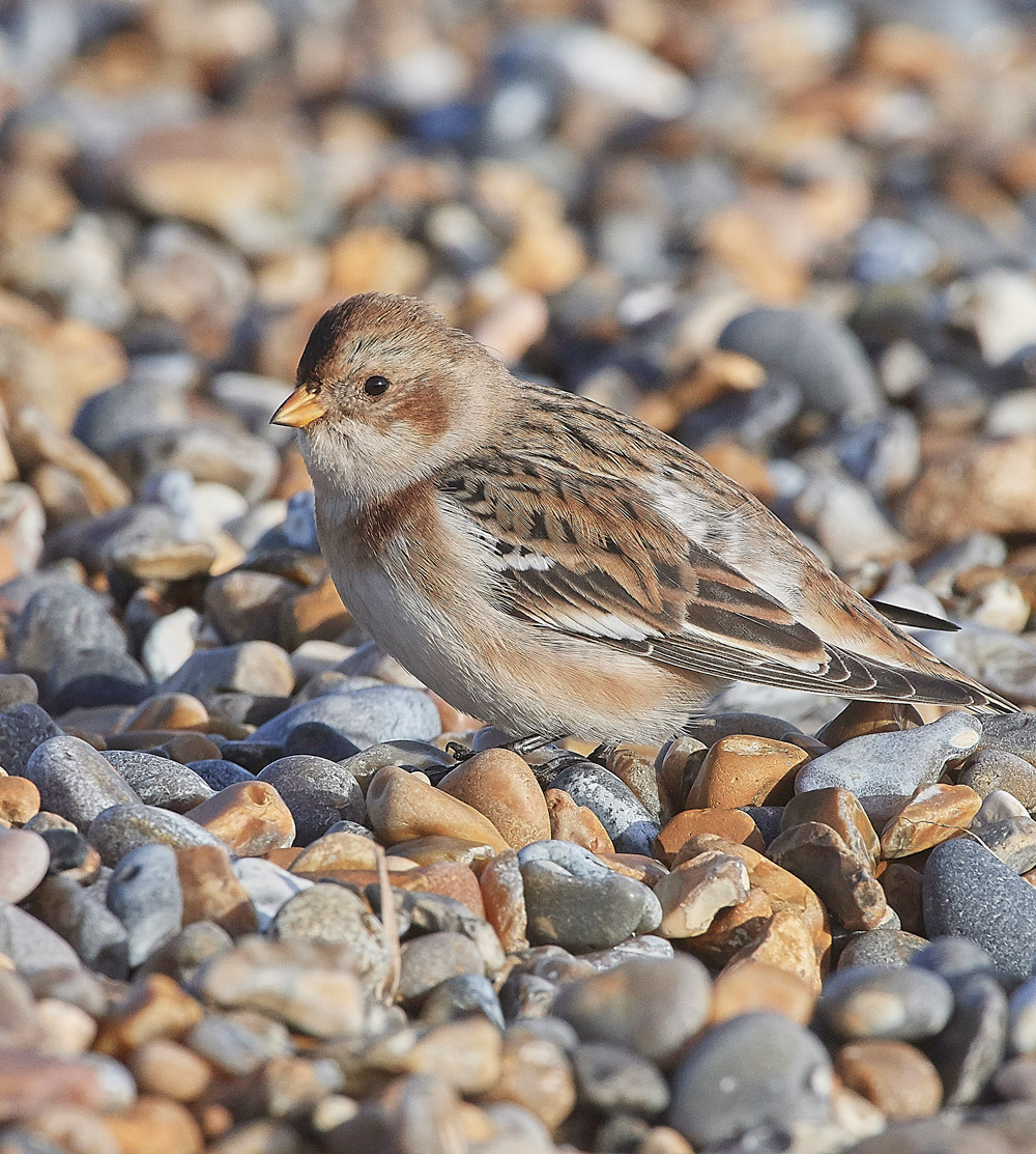 SnowBunting181217-24