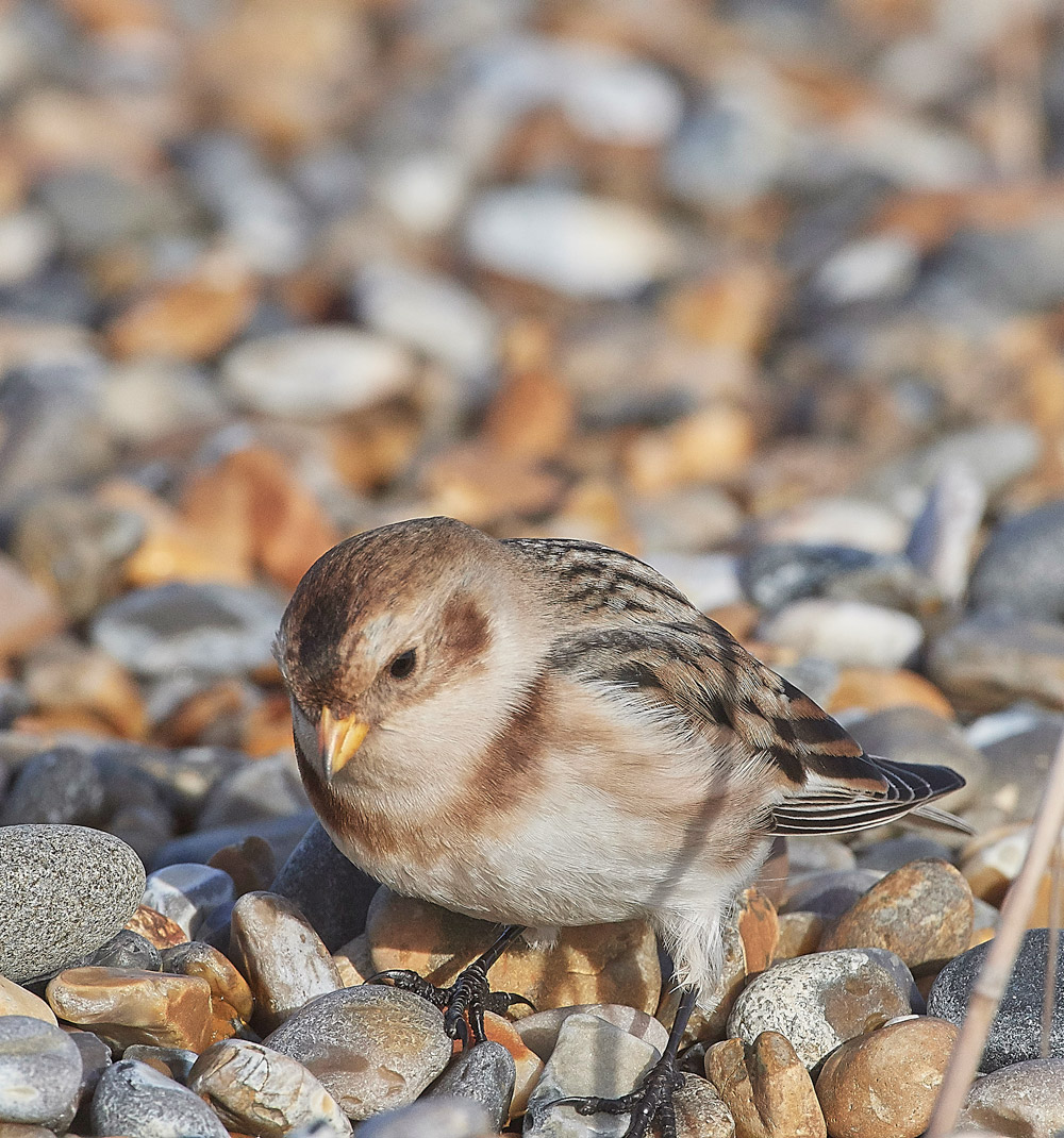 SnowBunting181217-25