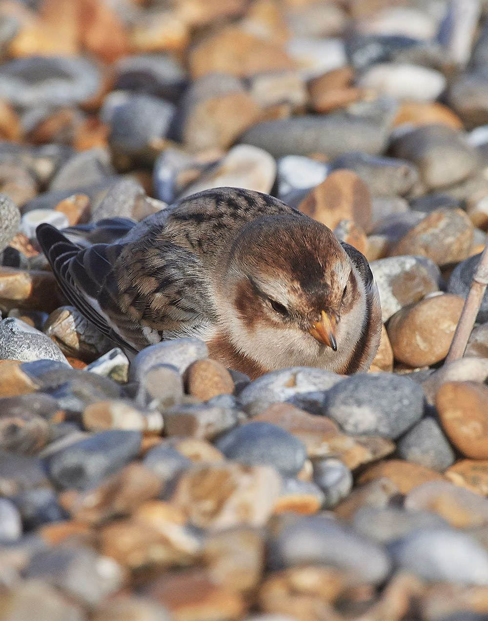 SnowBunting181217-26