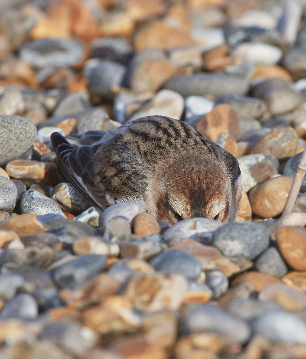 SnowBunting181217-27