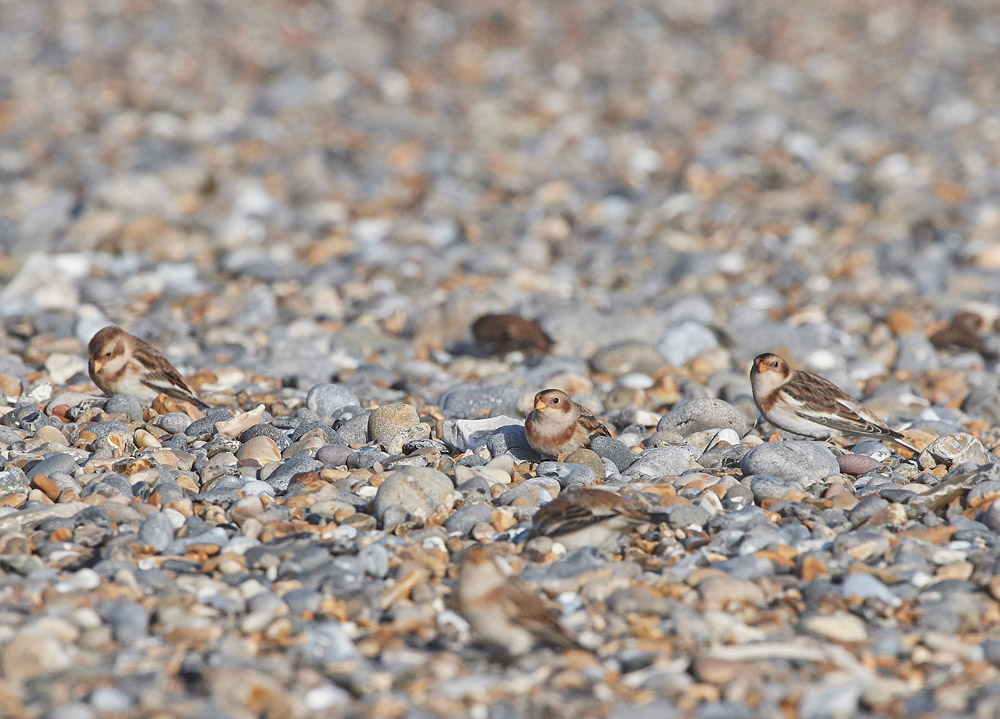 SnowBunting181217-3