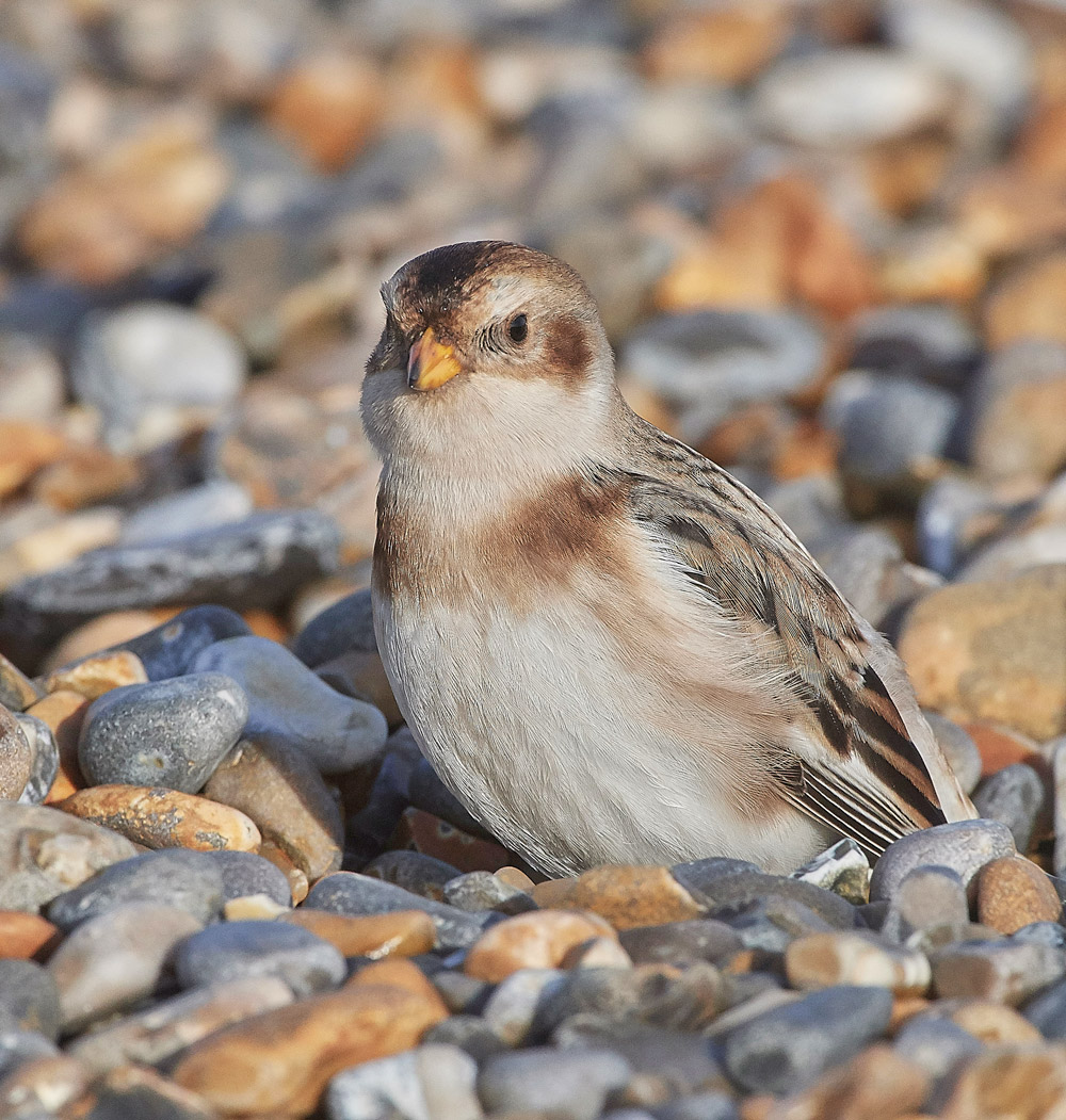 SnowBunting181217-31