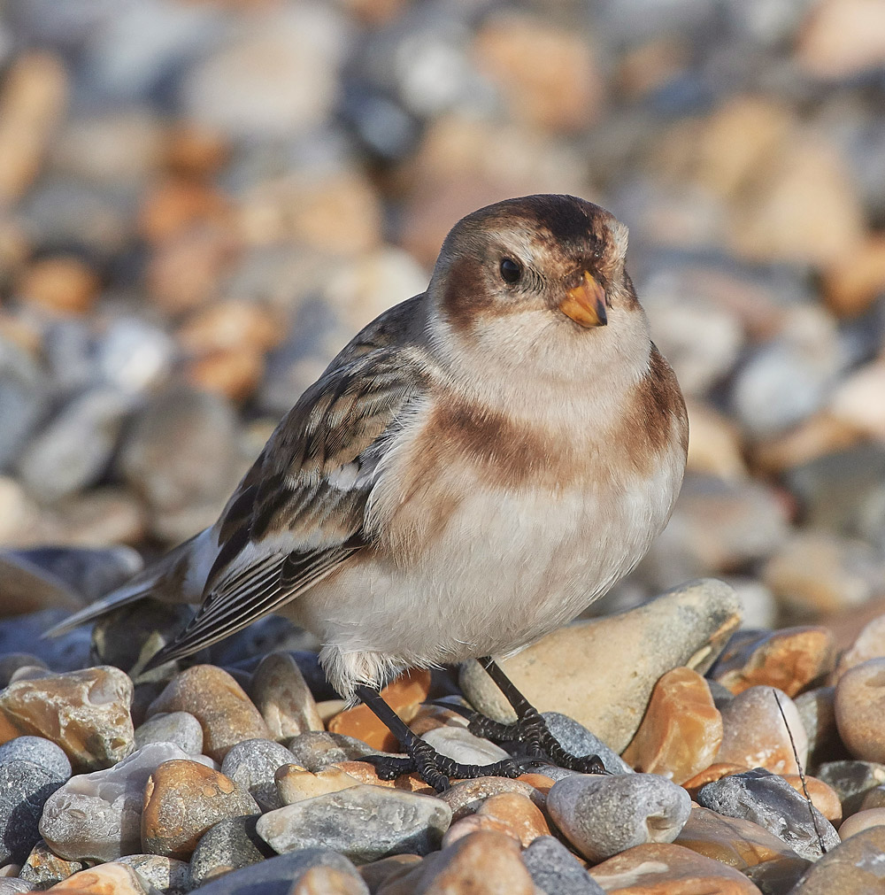 SnowBunting181217-33