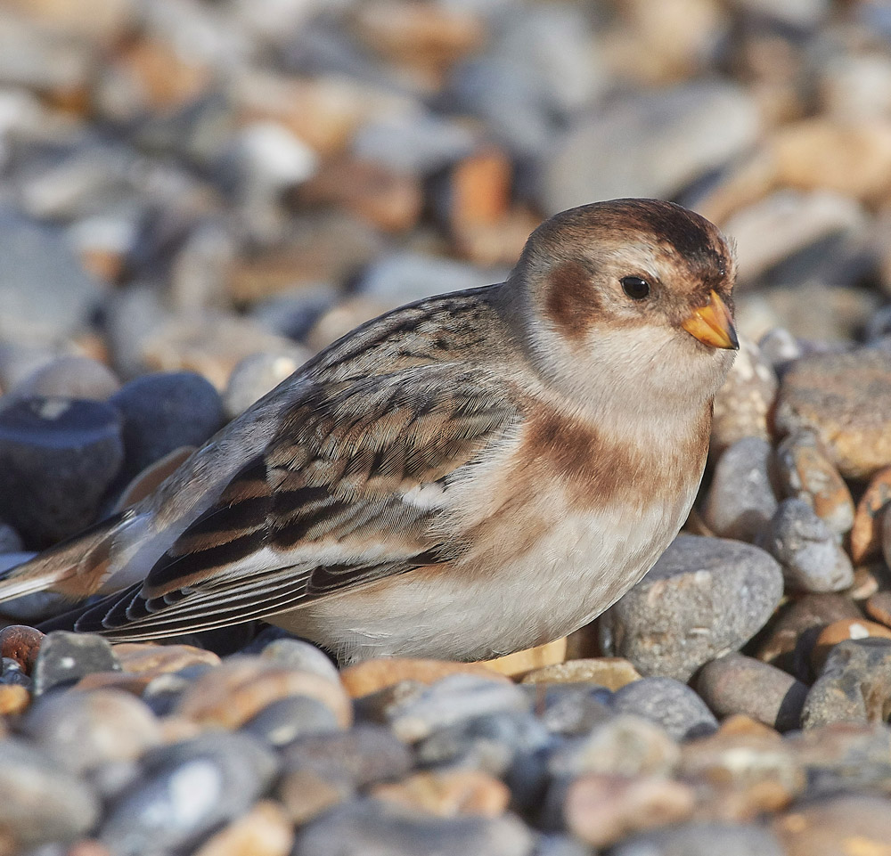 SnowBunting181217-34