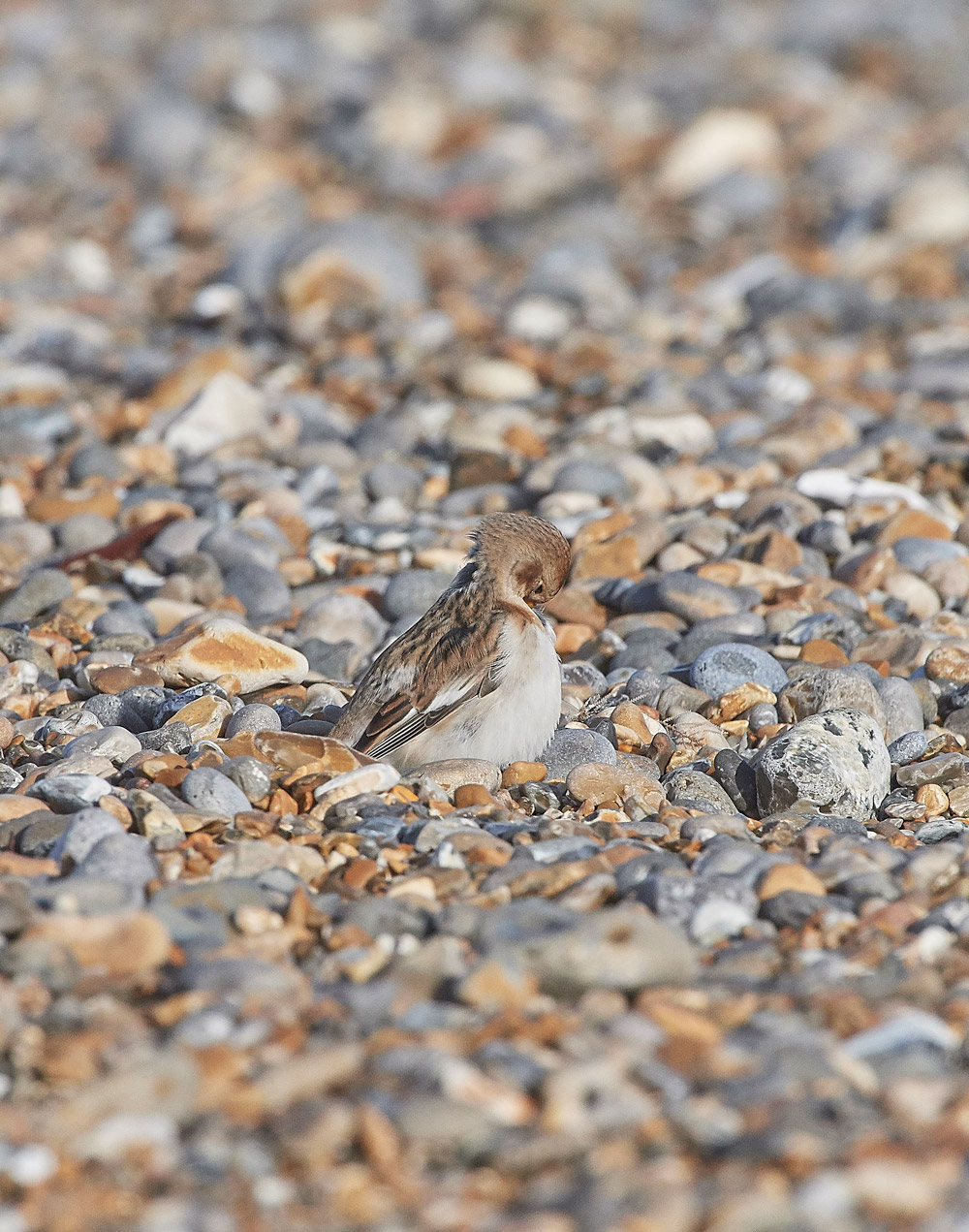 SnowBunting181217-5
