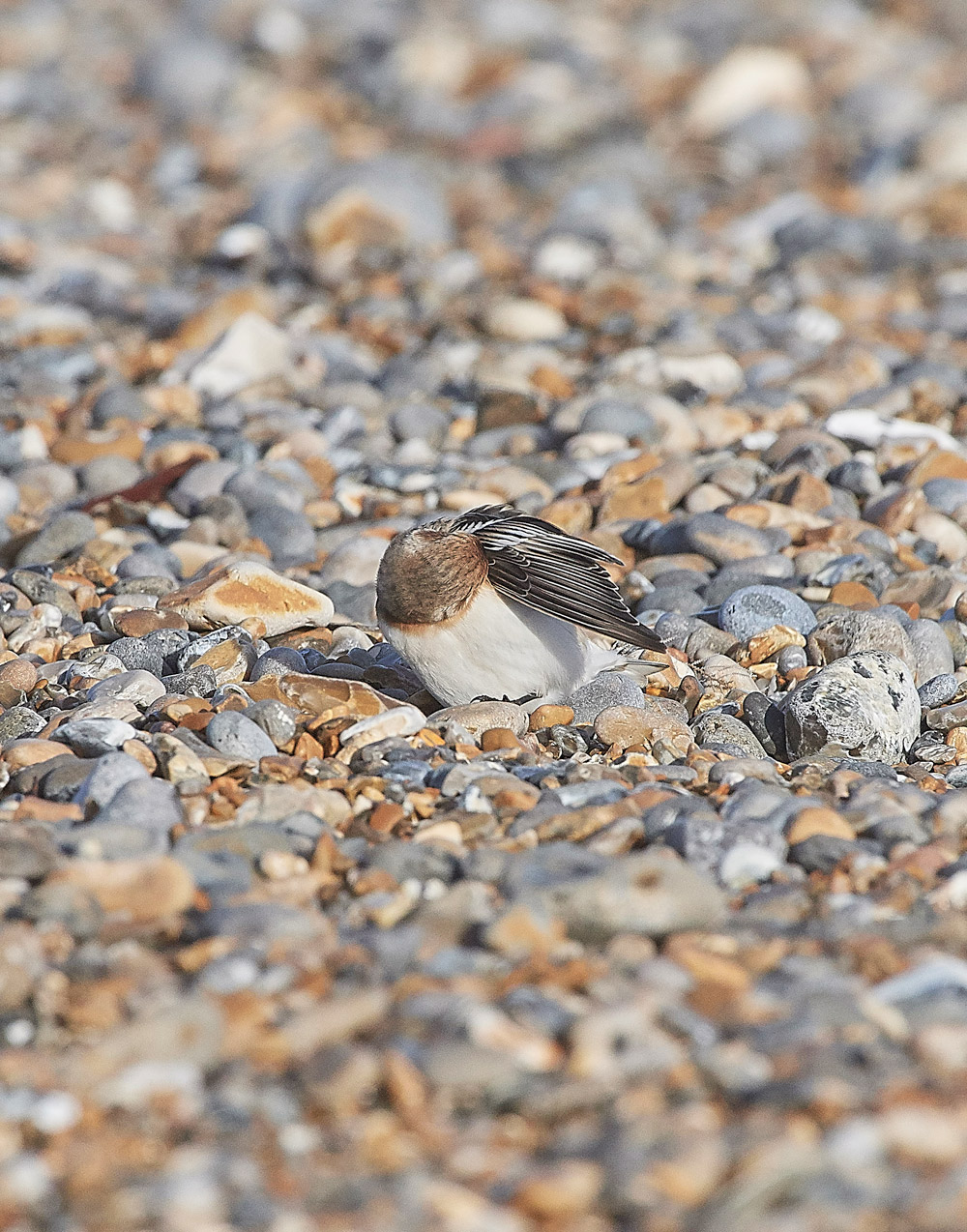 SnowBunting181217-7