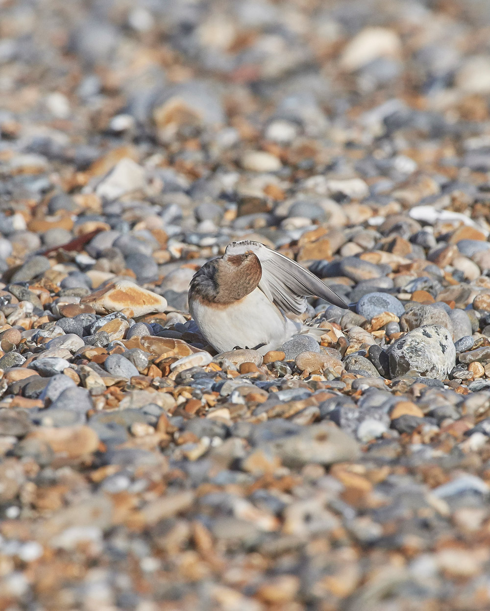 SnowBunting181217-8