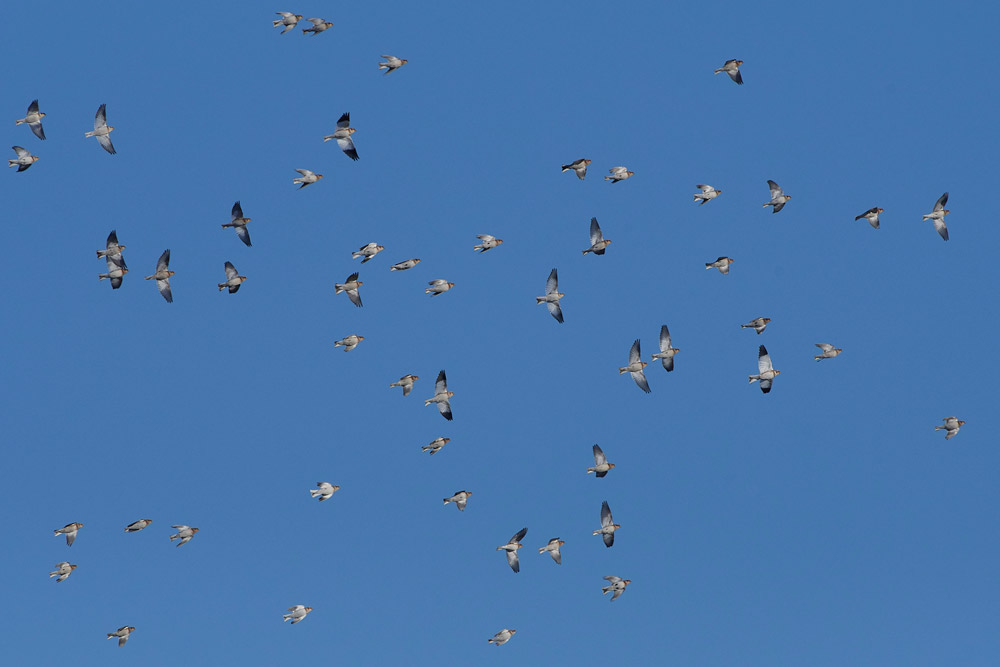 Snowbunting241117-1