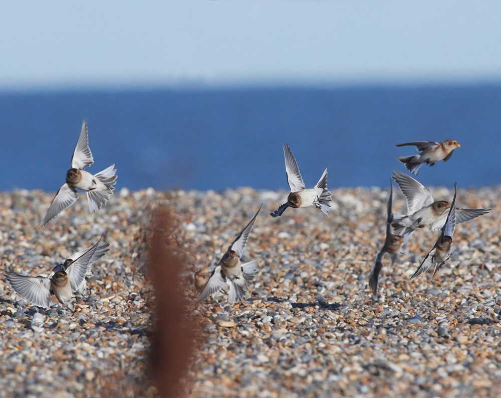 Snowbunting241117-10