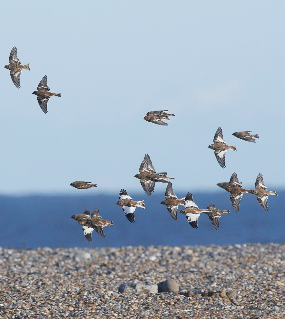 Snowbunting241117-12