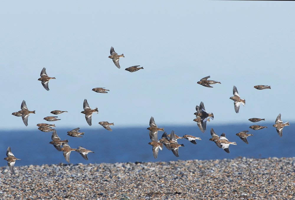 Snowbunting241117-13