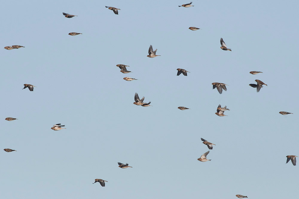 Snowbunting241117-14